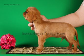 Chardash ot Pandy Sharm direct answer on a question where to buy a king charles spaniel