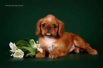 perfect king charles spaniel puppy