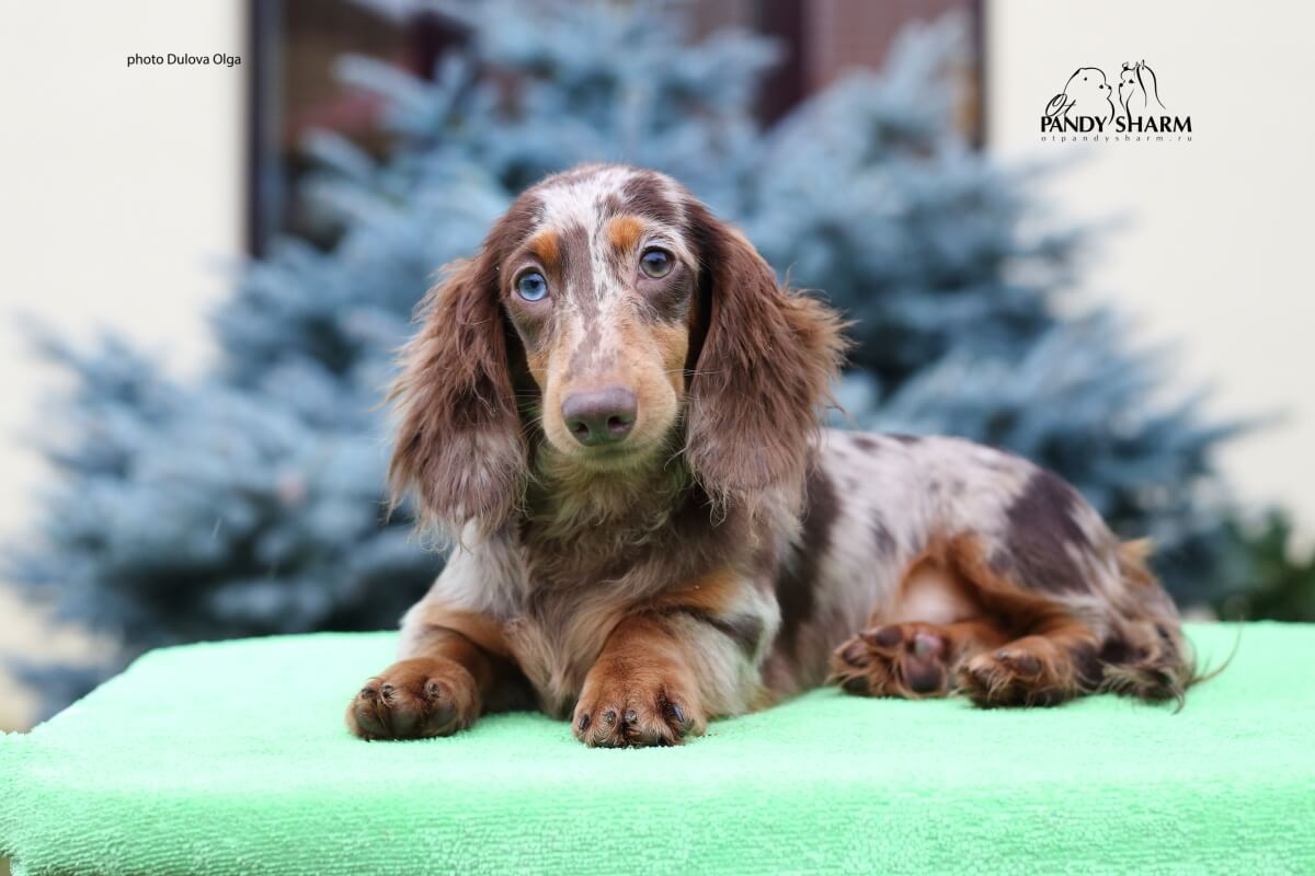 miniature long-haired dachshund piebald puppies for sale