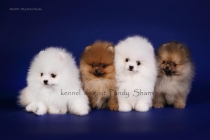pomeranian spitz puppies for sale