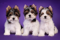 Biewer yorkshire terrier for sale from reputable breeder