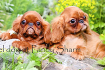 Sell King Charles Spaniel puppy