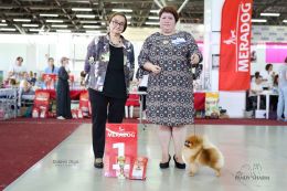 Triumph at the dog shows in Tyumen