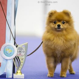 Great debut of our Pomeranian girl at  3xCACIB-FCI