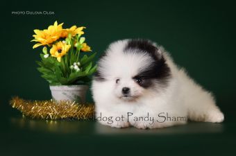 Luchacha Ot Pandy Sharm Black & White parti color pom puppy