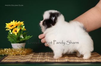 Luchacha Ot Pandy Sharm white black pomeranian puppy