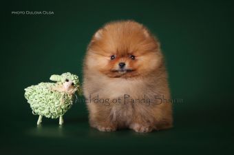 pomeranian puppy for sale Ruby ot Pandy Sharm