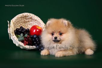 Yummi - Yumi ot Pandy Sharm pom pup