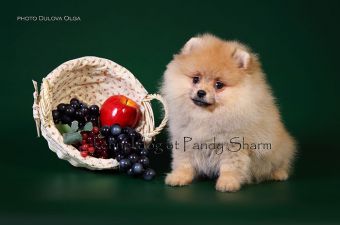 Yummi - Yumi ot Pandy Sharm pomeranian pup