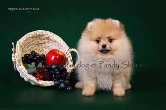 Yummi - Yumi ot Pandy Sharm spitz pup