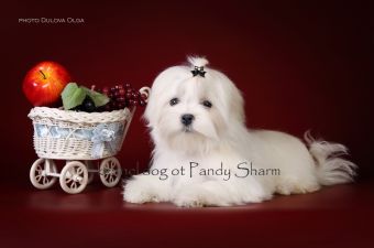 Dog breeds Maltese My Happiness ot Pandy Sharm