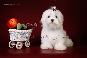 maltese breed picture My Happiness ot Pandy Sharm