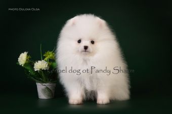 Pion White ot Pandy Sharm picture of white pom puppy