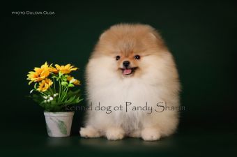 Pomeranian Dog Breed  Riggo Ot Pandy Sharm