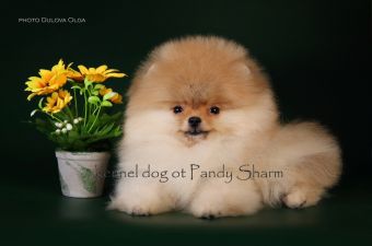 Pomeranian Dog Breed  pictures Riggo Ot Pandy Sharm