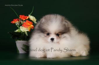 Pepayana ot Pandy Sharm parti color pomeranian puppy France