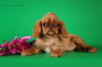 where can i buy a king charles spaniel puppy like Cholilu Estel ot Pandy Sharm