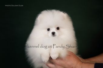 Piraman ot Pandy Sharm white puppy spitz from top breeder