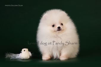 cream boy pomeranian breed Tisher Smile Ot Pandy Sharm