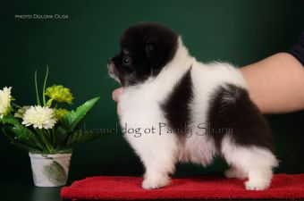 white black pomeranian puppy for sale pet