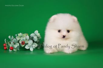 Marmen ot Pandy Sharm white cream pomeranian puppy for sale