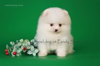 Cream Pomeranian puppies for sale Marmen ot Pandy Sharm