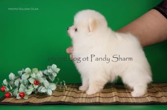 Marmen ot Pandy Sharm cream white puppy pom pom