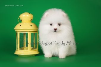 White Pomeranian Mozeratel ot Pandy Sharm for sale