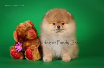 Lonzo Rio ot Pandy Sharm toy pomeranian puppies for sale