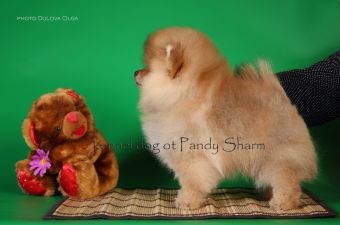 Lonzo Rio ot Pandy Sharm puppy pom toy breed