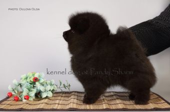 black pom pup for sale Azarro ot Pandy Sharm