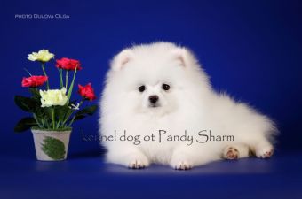 Koerta Belle ot Pandy Sharm Pomeranian colors photo