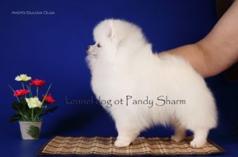Koerta Belle ot Pandy Sharm Pomeranian color