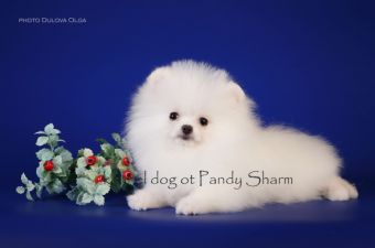 Pomeranian Pictures Mimish Snow ot Pandy Sharm