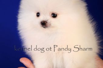 Vekst Crémant ot Pandy Sharm  Miniature Pomeranian