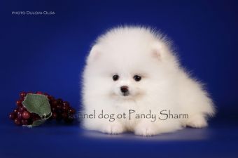 Vilsi Belle ot Pandy Sharm white pom puppy