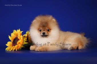 Reyers ot Pandy Sharm  Pomeranian puppy