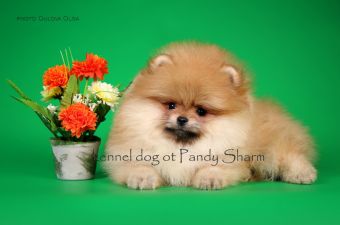 Deysher ot Pandy Sharm puppy pom for sale