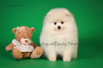 cream pomeranian puppy Nestlik ot Pandy Sharm