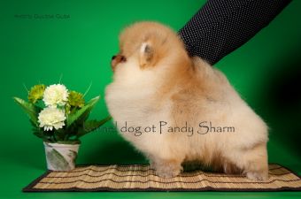 Denzo-Kenzo Ot Pandy Sharm pom orange color puppy boy