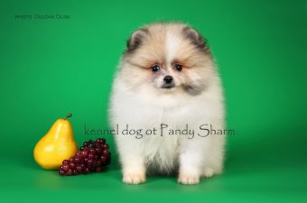 Handsan Best Ot Pandy Sharm pom puppy