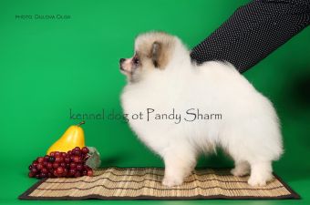 Handsan Best Ot Pandy Sharm white orange pomeranian puppy