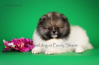 Handarri ot Pandy Sharm white orange pomeranian puppy