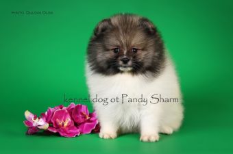 Handarri ot Pandy Sharm pom dog pup