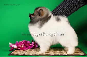 Handarri ot Pandy Sharm pom dog puppy