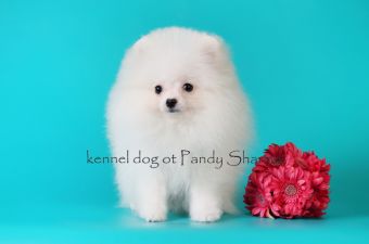 Lakshera Ot Pandy Sharm white cream colored pup