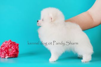 Lakshera Ot Pandy Sharm cream white pomeranian puppy