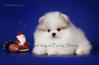 white and orange pom Dion Classic ot Pandy Sharm lives in spain