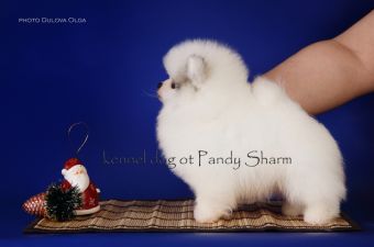 white and orange pom color Dion Classic ot Pandy Sharm