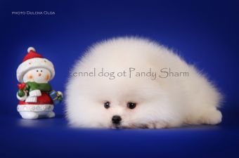 cream pomeranian puppy for Cremang Bravo Ot Pandy Sharmsale